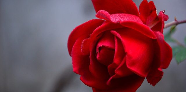roses artificielles